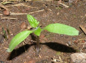 Tomato Seedling True Leaves