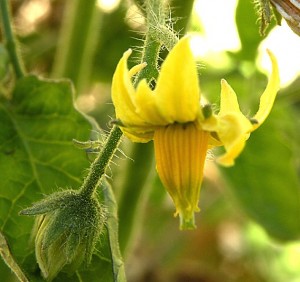 Flower and flower bud of a Costoluto Genovese Tomato