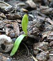 Tomato Seedling Emerging